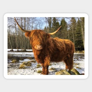 Scottish Highland Cattle Cow 2298 Sticker